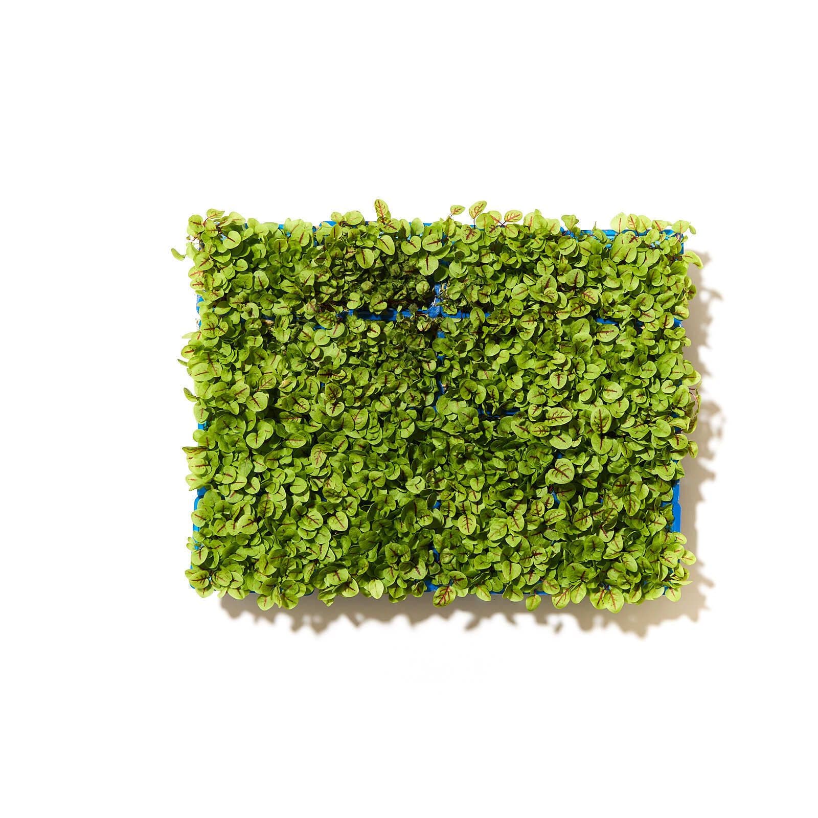 Vene karsi / vene cress