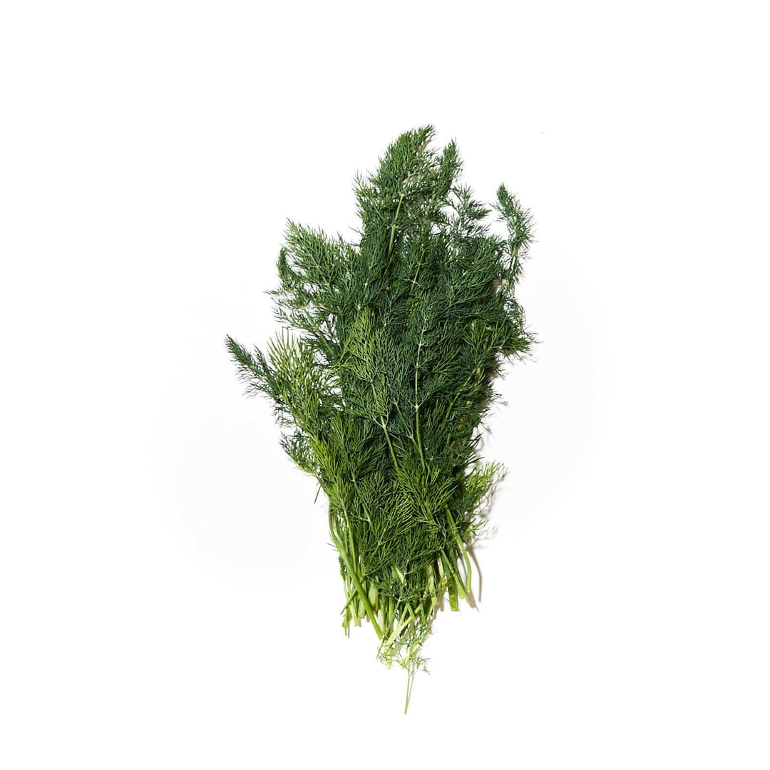 VAXA dill / sólselja