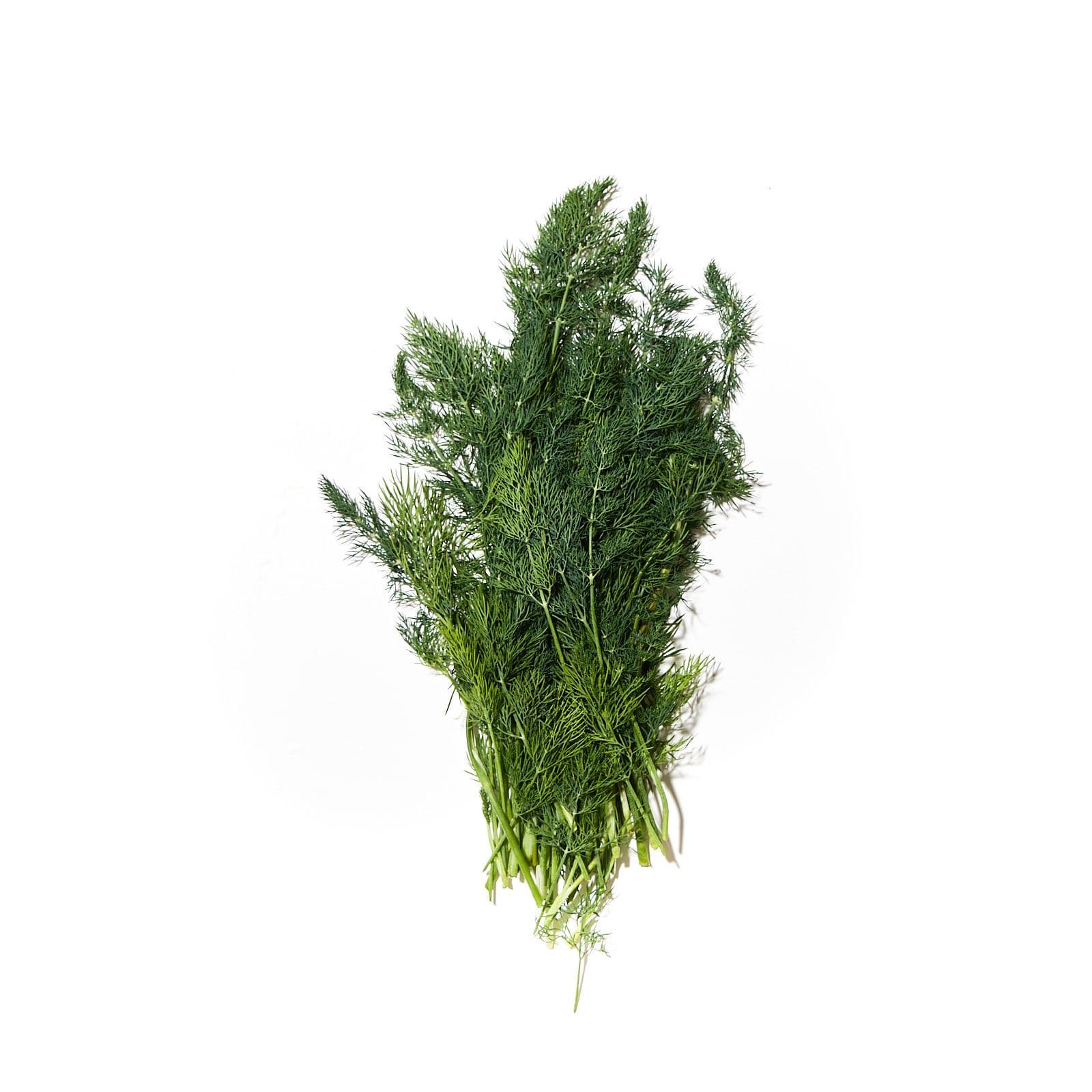 Dill / sólselja