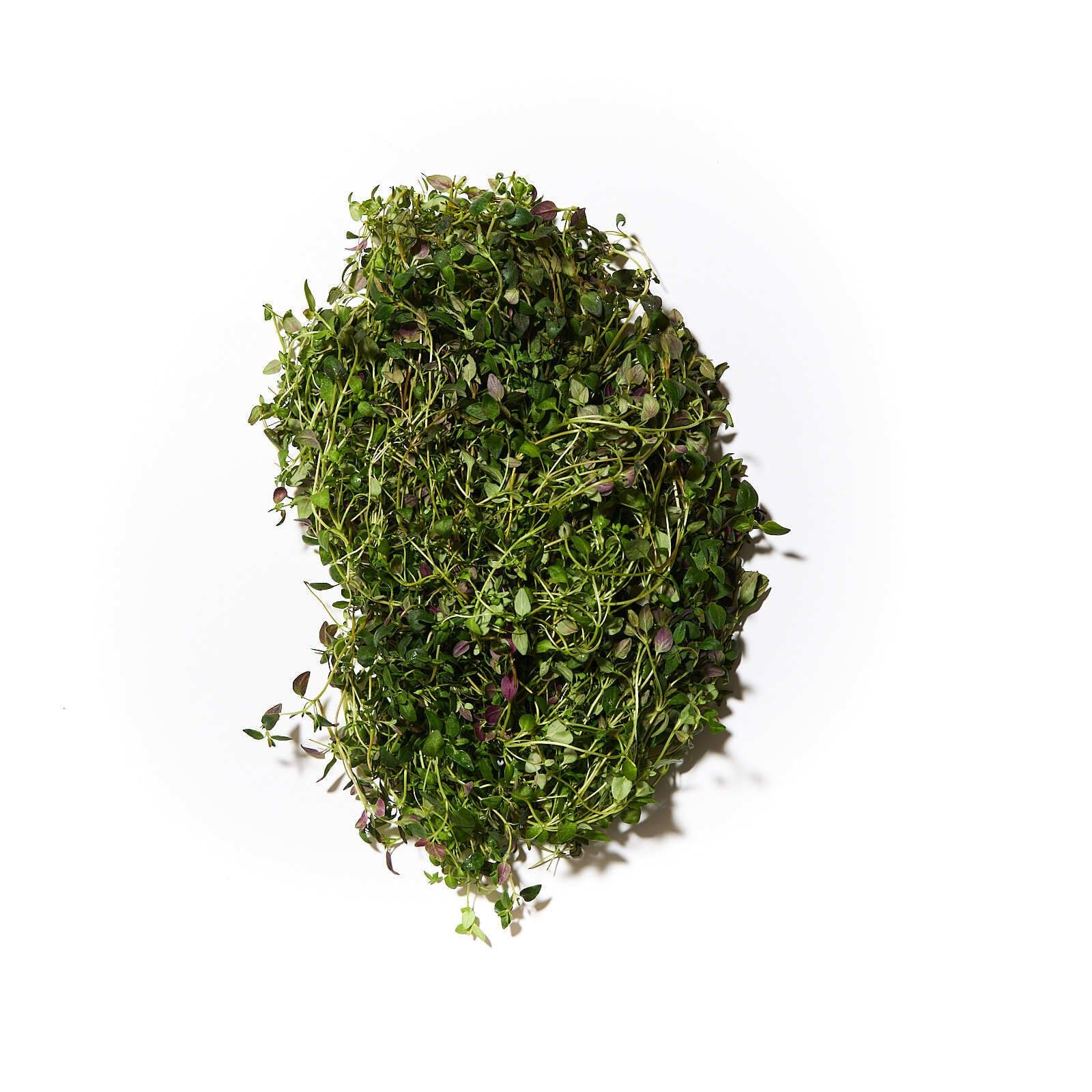 Garðablóðberg / timían