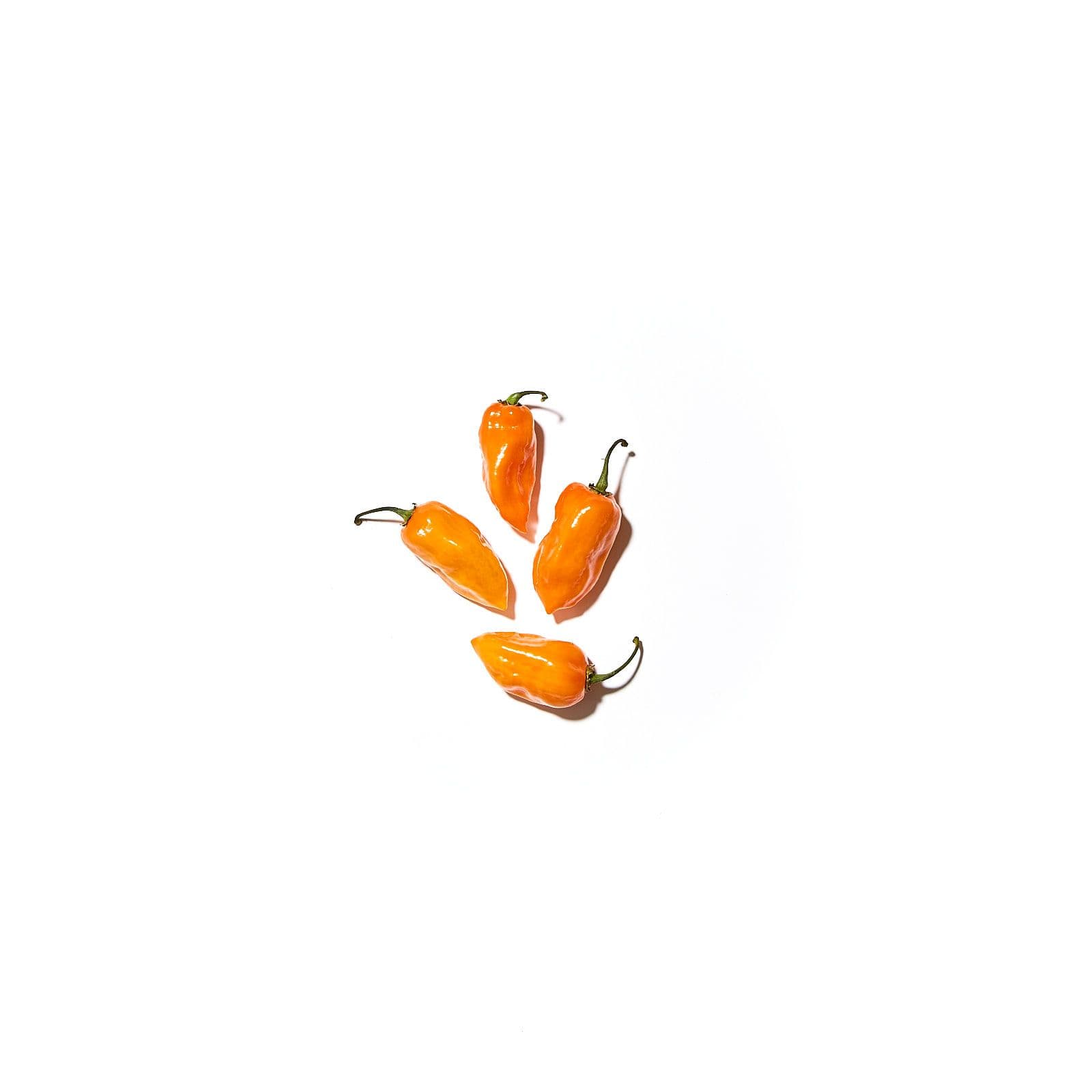 Eldpipar habanero sterkur