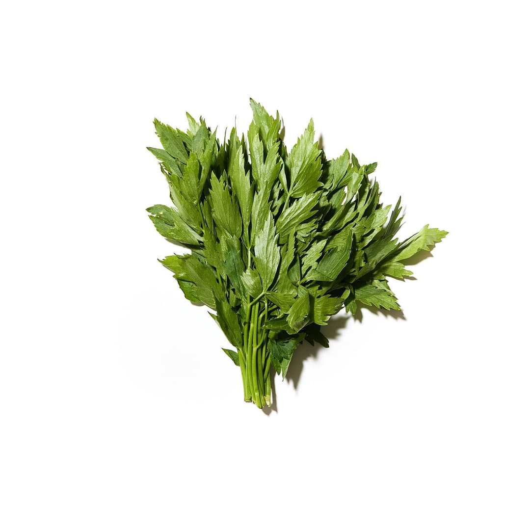 Skessujurt / lovage