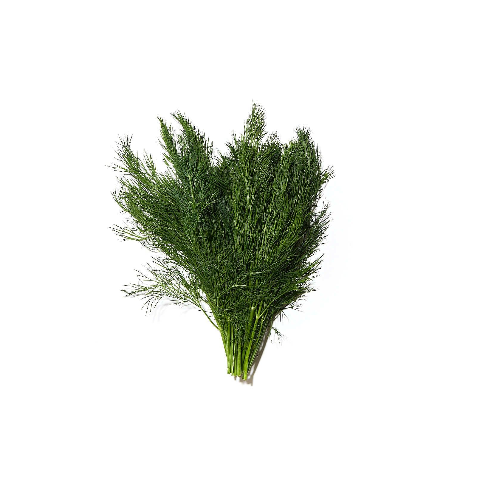 Dill / sólselja