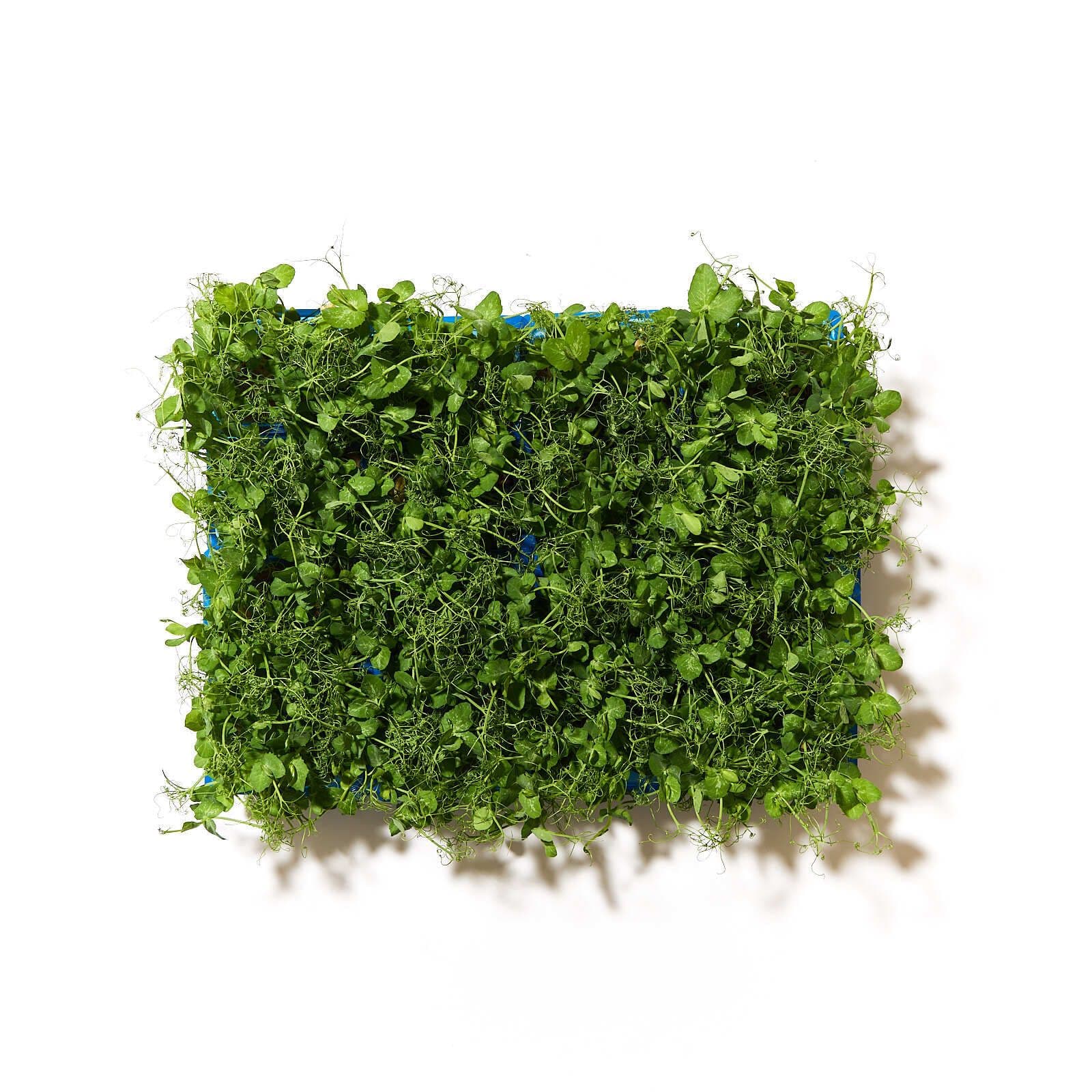 Afilla cress