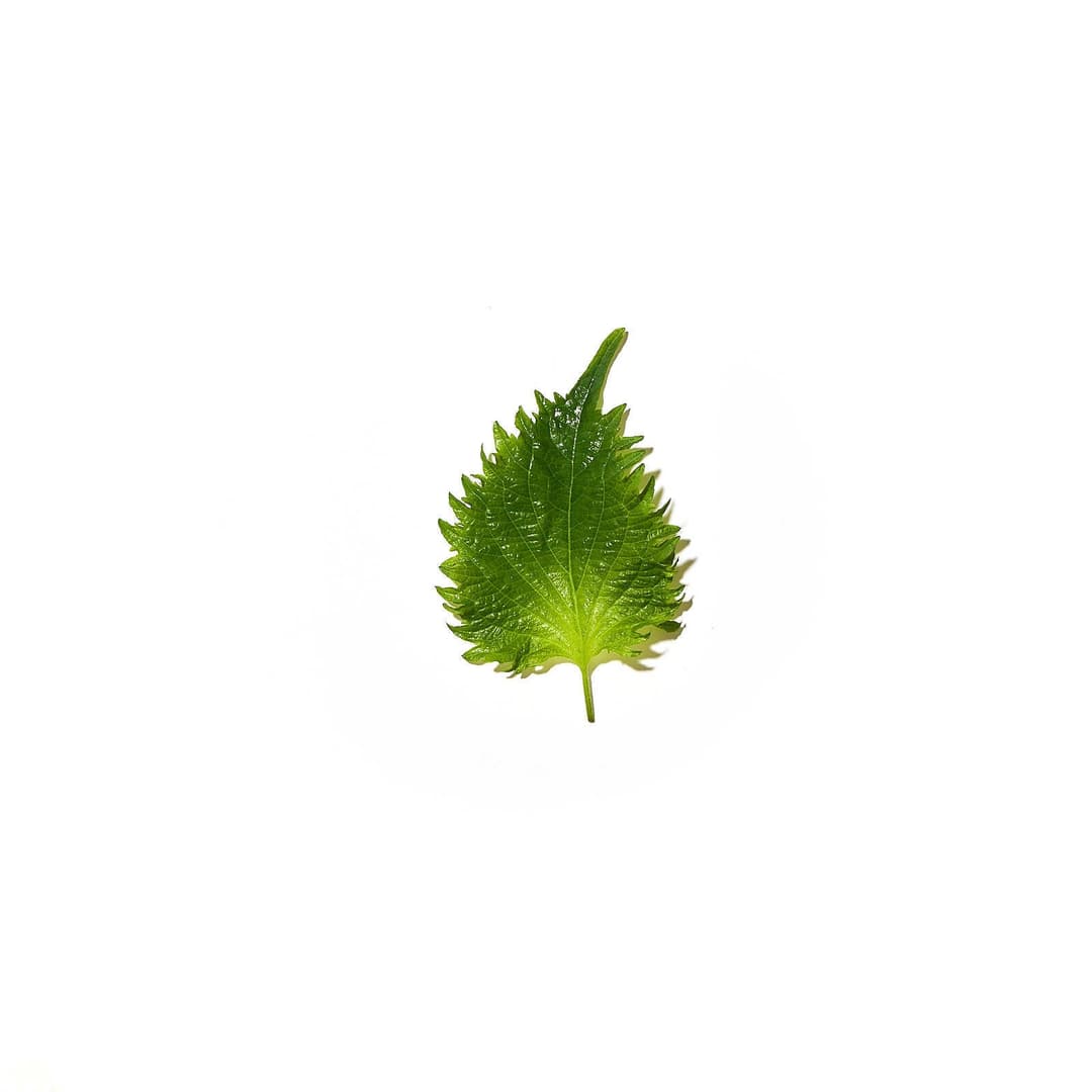 Shiso lauf græn