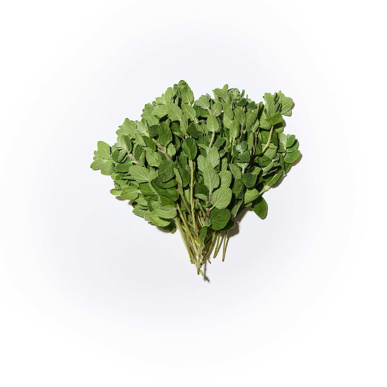 Bergmynta / oreganó