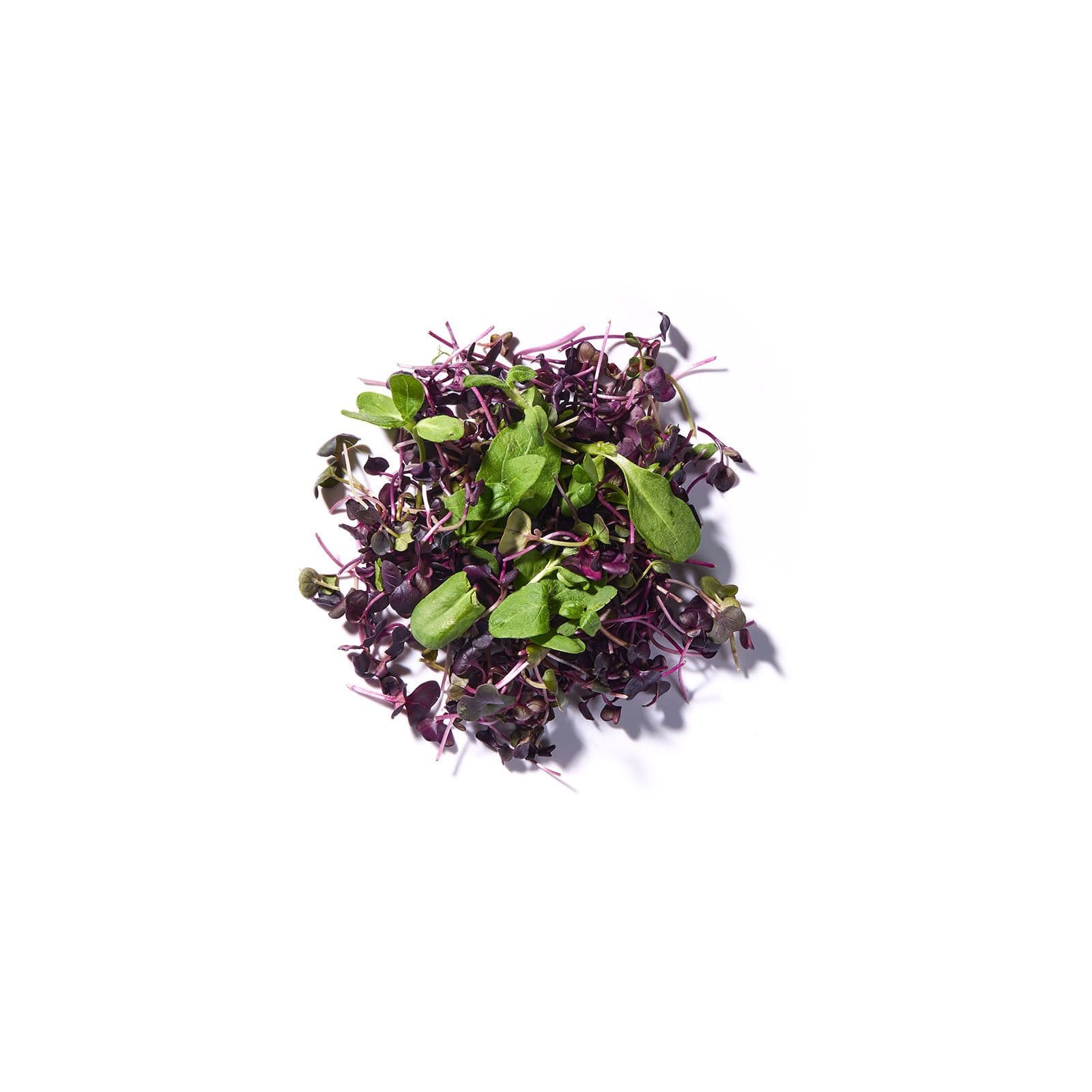 VAXA rauðradísu og sólblómasprettur pakkað