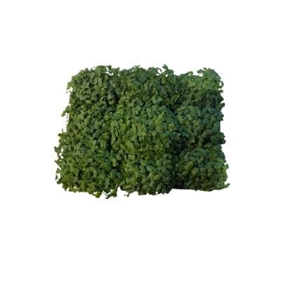 VAXA hvítlauks grænkál sprettur