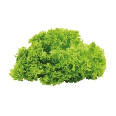 Lollo Bionda